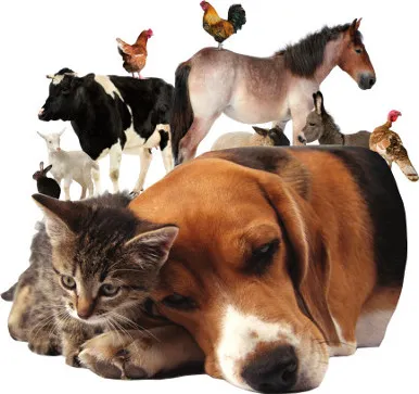 Pet Friend